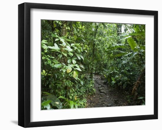 Vegetation in the Rain Forest, Tortuguero National Park, Costa Rica, Central America-R H Productions-Framed Premium Photographic Print