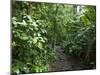 Vegetation in the Rain Forest, Tortuguero National Park, Costa Rica, Central America-R H Productions-Mounted Premium Photographic Print