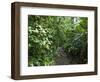 Vegetation in the Rain Forest, Tortuguero National Park, Costa Rica, Central America-R H Productions-Framed Photographic Print