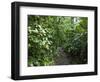 Vegetation in the Rain Forest, Tortuguero National Park, Costa Rica, Central America-R H Productions-Framed Photographic Print