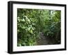 Vegetation in the Rain Forest, Tortuguero National Park, Costa Rica, Central America-R H Productions-Framed Photographic Print