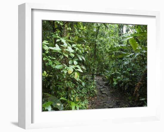 Vegetation in the Rain Forest, Tortuguero National Park, Costa Rica, Central America-R H Productions-Framed Photographic Print