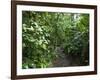 Vegetation in the Rain Forest, Tortuguero National Park, Costa Rica, Central America-R H Productions-Framed Photographic Print