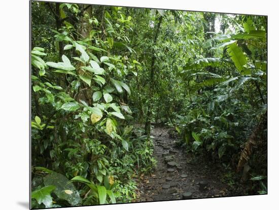 Vegetation in the Rain Forest, Tortuguero National Park, Costa Rica, Central America-R H Productions-Mounted Photographic Print