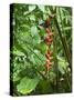 Vegetation in the Rain Forest, Tortuguero National Park, Costa Rica, Central America-R H Productions-Stretched Canvas