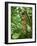 Vegetation in the Rain Forest, Tortuguero National Park, Costa Rica, Central America-R H Productions-Framed Photographic Print