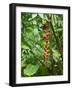 Vegetation in the Rain Forest, Tortuguero National Park, Costa Rica, Central America-R H Productions-Framed Photographic Print