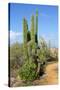 Vegetation of Aruba, ABC Islands-alfotokunst-Stretched Canvas