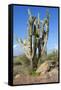 Vegetation of Aruba, ABC Islands-alfotokunst-Framed Stretched Canvas