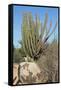 Vegetation of Aruba, ABC Islands-alfotokunst-Framed Stretched Canvas