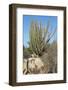 Vegetation of Aruba, ABC Islands-alfotokunst-Framed Photographic Print