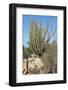 Vegetation of Aruba, ABC Islands-alfotokunst-Framed Photographic Print