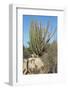 Vegetation of Aruba, ABC Islands-alfotokunst-Framed Photographic Print