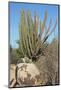 Vegetation of Aruba, ABC Islands-alfotokunst-Mounted Photographic Print