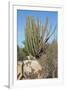 Vegetation of Aruba, ABC Islands-alfotokunst-Framed Photographic Print