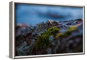 Vegetation on shore, Stora Le Lake, Sweden-Andrea Lang-Framed Photographic Print