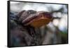 Vegetation on shore, tree fungus, blur, Sweden-Andrea Lang-Framed Stretched Canvas