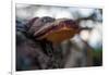 Vegetation on shore, tree fungus, blur, Sweden-Andrea Lang-Framed Photographic Print