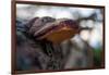 Vegetation on shore, tree fungus, blur, Sweden-Andrea Lang-Framed Photographic Print