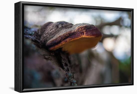 Vegetation on shore, tree fungus, blur, Sweden-Andrea Lang-Framed Photographic Print