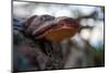 Vegetation on shore, tree fungus, blur, Sweden-Andrea Lang-Mounted Photographic Print