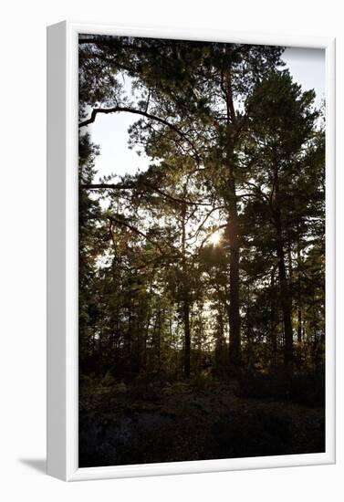 Vegetation on Stora Le Lake, Dalsland, Sweden-Andrea Lang-Framed Photographic Print