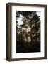 Vegetation on Stora Le Lake, Dalsland, Sweden-Andrea Lang-Framed Photographic Print