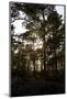 Vegetation on Stora Le Lake, Dalsland, Sweden-Andrea Lang-Mounted Photographic Print