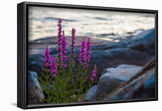 Vegetation on the shore, Stora Le Lake, Sweden-Andrea Lang-Framed Photographic Print