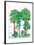 Vegetation Profile of a Temperate Deciduous Forest. Biosphere, Earth Sciences-Encyclopaedia Britannica-Framed Poster