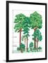 Vegetation Profile of a Temperate Deciduous Forest. Biosphere, Earth Sciences-Encyclopaedia Britannica-Framed Poster