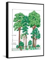 Vegetation Profile of a Temperate Deciduous Forest. Biosphere, Earth Sciences-Encyclopaedia Britannica-Framed Stretched Canvas
