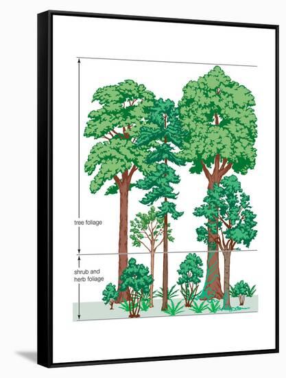 Vegetation Profile of a Temperate Deciduous Forest. Biosphere, Earth Sciences-Encyclopaedia Britannica-Framed Stretched Canvas