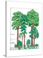 Vegetation Profile of a Temperate Deciduous Forest. Biosphere, Earth Sciences-Encyclopaedia Britannica-Stretched Canvas