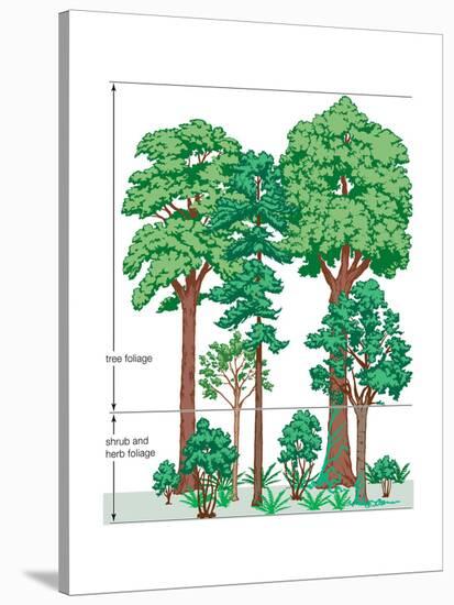 Vegetation Profile of a Temperate Deciduous Forest. Biosphere, Earth Sciences-Encyclopaedia Britannica-Stretched Canvas