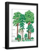 Vegetation Profile of a Temperate Deciduous Forest. Biosphere, Earth Sciences-Encyclopaedia Britannica-Framed Poster