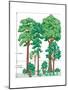 Vegetation Profile of a Temperate Deciduous Forest. Biosphere, Earth Sciences-Encyclopaedia Britannica-Mounted Poster