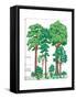 Vegetation Profile of a Temperate Deciduous Forest. Biosphere, Earth Sciences-Encyclopaedia Britannica-Framed Stretched Canvas