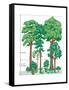 Vegetation Profile of a Temperate Deciduous Forest. Biosphere, Earth Sciences-Encyclopaedia Britannica-Framed Stretched Canvas