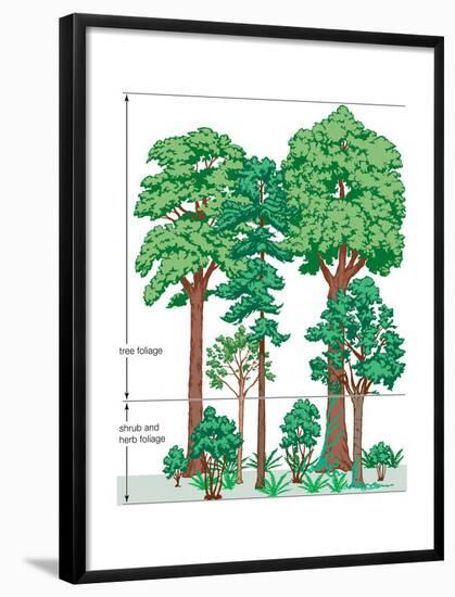 Vegetation Profile of a Temperate Deciduous Forest. Biosphere, Earth Sciences-Encyclopaedia Britannica-Framed Poster
