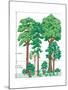 Vegetation Profile of a Temperate Deciduous Forest. Biosphere, Earth Sciences-Encyclopaedia Britannica-Mounted Poster