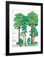 Vegetation Profile of a Temperate Deciduous Forest. Biosphere, Earth Sciences-Encyclopaedia Britannica-Framed Poster