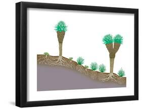 Vegetation Profile of Tropical Mountain Lands. Biosphere, Earth Sciences-Encyclopaedia Britannica-Framed Poster