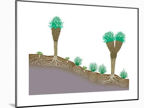 Vegetation Profile of Tropical Mountain Lands. Biosphere, Earth Sciences-Encyclopaedia Britannica-Mounted Poster