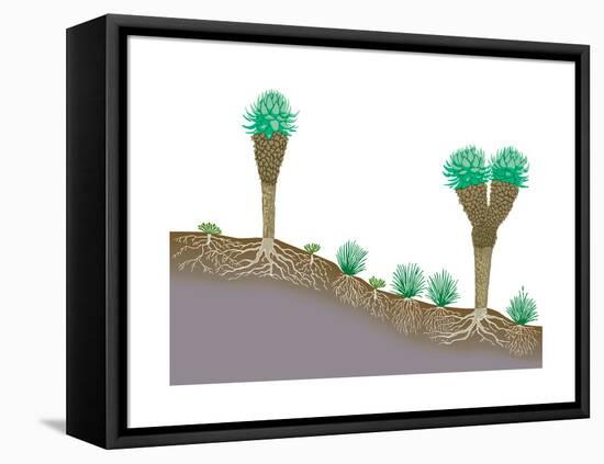 Vegetation Profile of Tropical Mountain Lands. Biosphere, Earth Sciences-Encyclopaedia Britannica-Framed Stretched Canvas