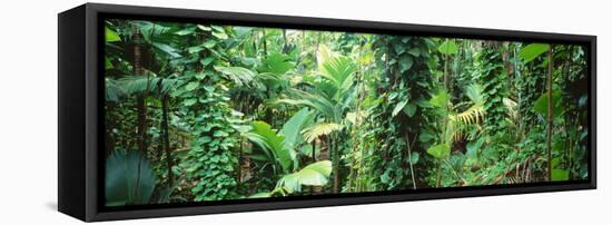 Vegetation Seychelles-null-Framed Stretched Canvas