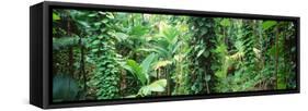 Vegetation Seychelles-null-Framed Stretched Canvas