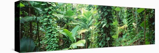 Vegetation Seychelles-null-Stretched Canvas