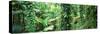 Vegetation Seychelles-null-Stretched Canvas