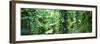 Vegetation Seychelles-null-Framed Photographic Print